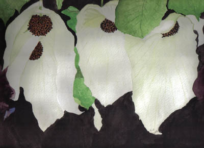 aquarell taschentuchbaum