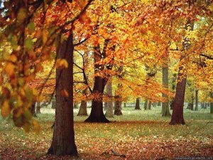 herbstwald