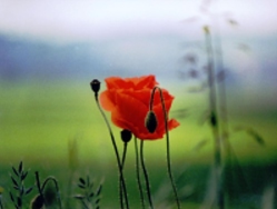  mohnblume