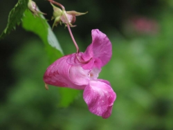 Orchideenblüte