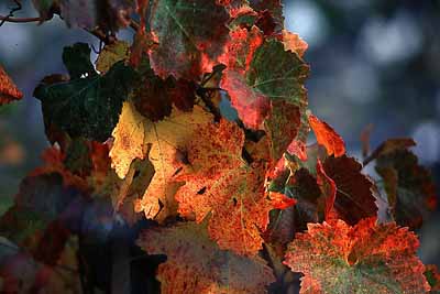 weinlaub im herbst