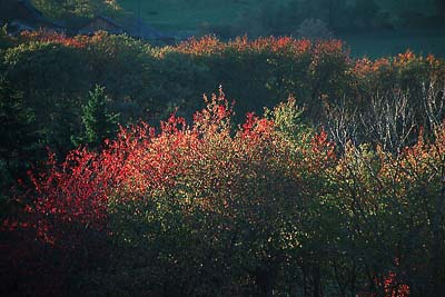 herbstwald